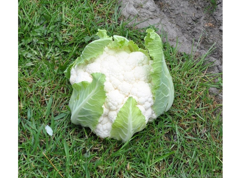 Семена капусты цветной Клипер F1 (2500 семян), Clause