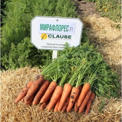 Насіння моркви Мірафлорес F1, (фр. 1,4-1,6) (100 000 насінин), Clause
