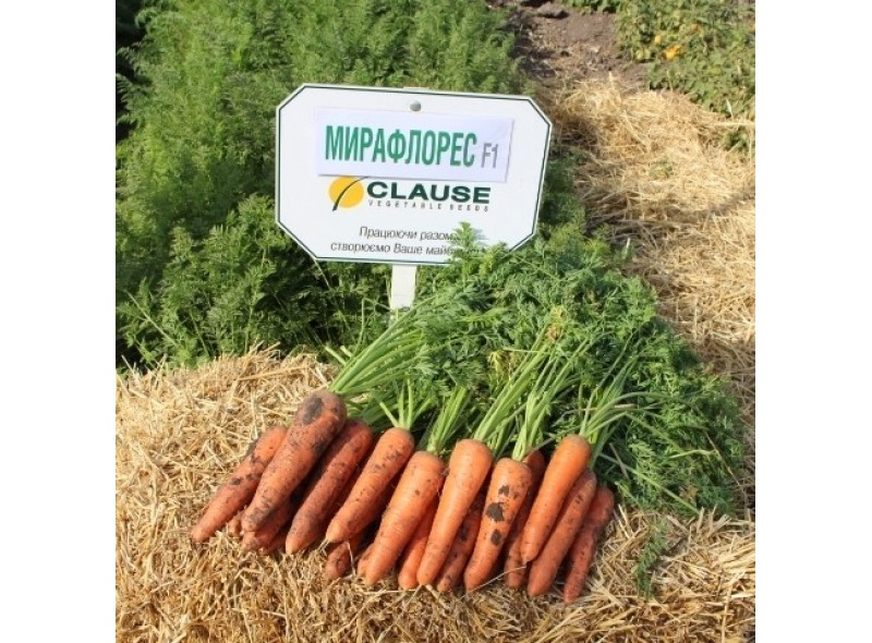 Насіння моркви Мірафлорес F1, (фр. 1,4-1,6) (100 000 насінин), Clause Насіння моркви Мірафлорес F1, (фр. 1,4-1,6) (100 000 насінин), Clause