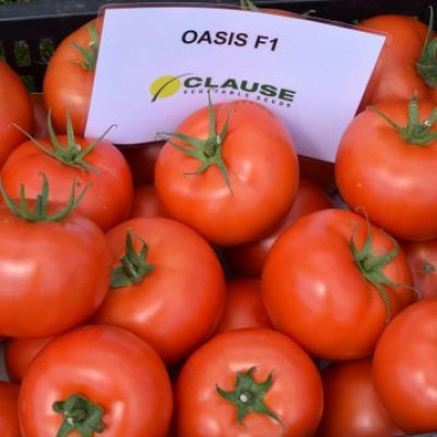 Насіння томату Оазис F1 (1000 насінин), Clause, індетермінантний