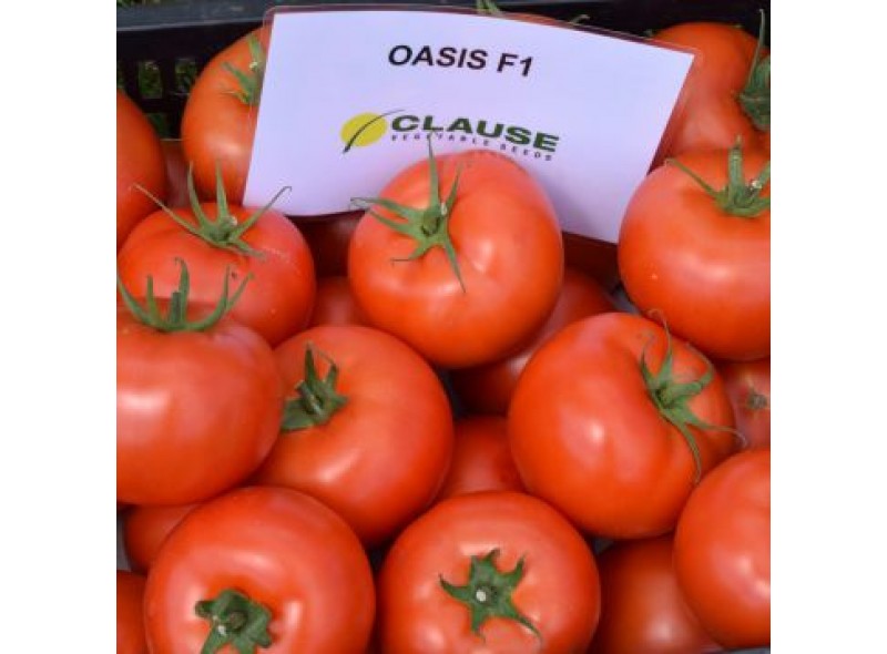 Насіння томату Оазис F1 (1000 насінин), Clause, індетермінантний