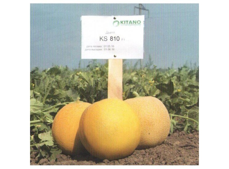 Насіння дині KS 810 F1 (100 насінин), Kitano Насіння дині KS 810 F1 (100 насінин), Kitano
