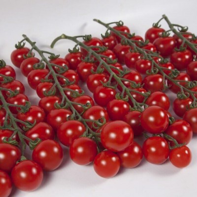 Семена томата KS 4559 F1 (100 семян), Kitano, индетерминантный