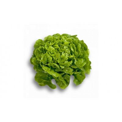 Насіння салату ендівій Сейшел F1/Seychel RZ (1000 насінин), дражджі Rijk Zwaan