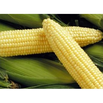 Насіння кукурудзи цукрової Спиріт F1 (100 000 насінин), Syngenta