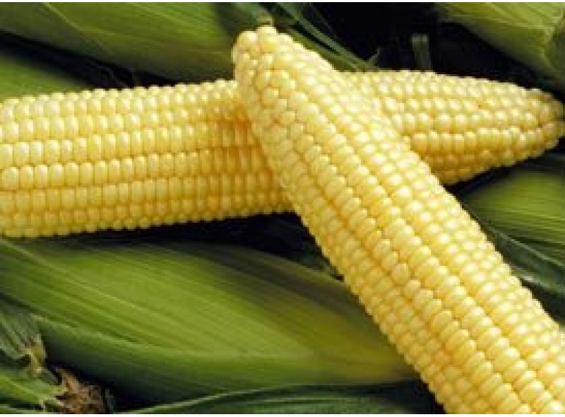 Насіння кукурудзи цукрової Спиріт F1 (100 000 насінин), Syngenta Насіння кукурудзи цукрової Спиріт F1 (100 000 насінин), Syngenta