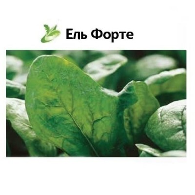 Насіння шпинату Ель Форте (100 000 насінин), Syngenta
