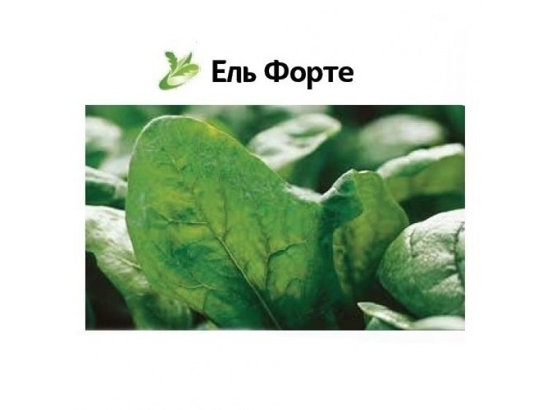 Насіння шпинату Ель Форте (100 000 насінин), Syngenta