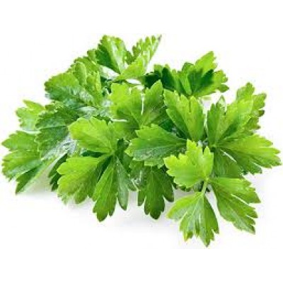 Артика F1 - насіння кінзи, 500г., Libra Seeds
