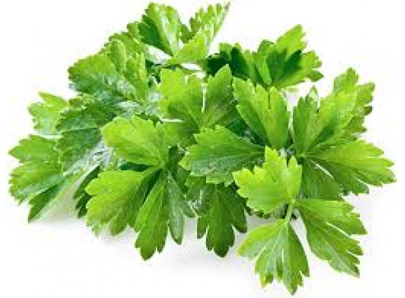Артика F1 - насіння кінзи, 500г., Libra Seeds Артика F1 - насіння кінзи, 500г., Libra Seeds
