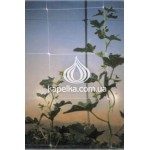 Сетка шпалерная 17см х 15см, 1,7м х 500м HORTINET 11FG белая цветочная, Tenax, Италия