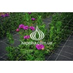Сетка шпалерная 17см х 15см, 1,7м х 500м HORTINET 11FG белая цветочная, Tenax, Италия
