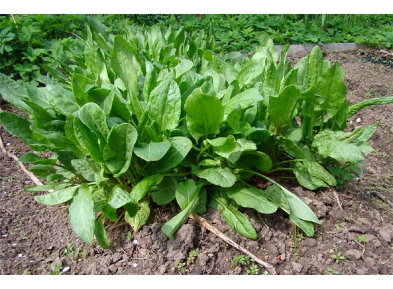 Семена щавеля Бельвиль 100 гр., Agri-Saaten