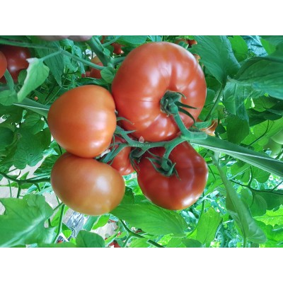Керук F1 - семена тёмно-коричневого томата, 1000 сем., Libra Seeds