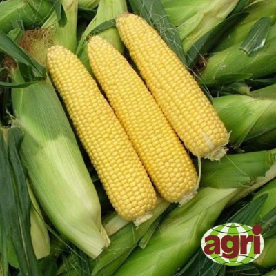 Семена кукурузы сахарной Сириус F1 1000 семян Agri-Saaten