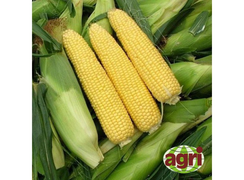 Семена кукурузы сахарной Сириус F1 1000 семян Agri-Saaten