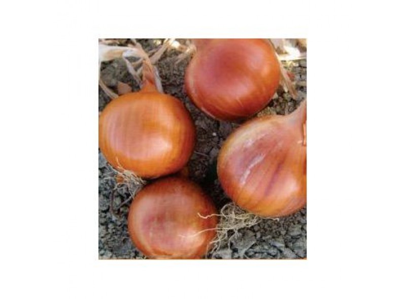 Насіння цибулі Соня (Sonia) (Khalifer) F1 250 000 сем., Cora Seeds
