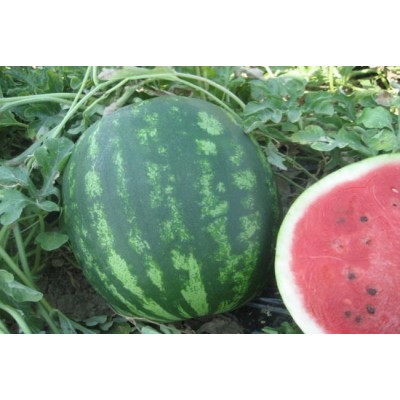 Насіння кавуна Сансвіт (Sunsweet F1) 1000 сем., Cora Seeds