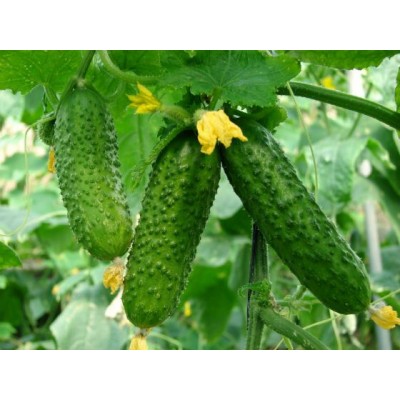 Семена огурца корнишонного типа Талия F1, 10 гр., Agri-Saaten