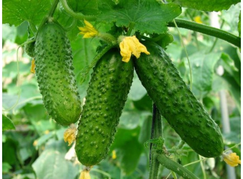 Семена огурца корнишонного типа Талия F1, 50 гр., Agri-Saaten