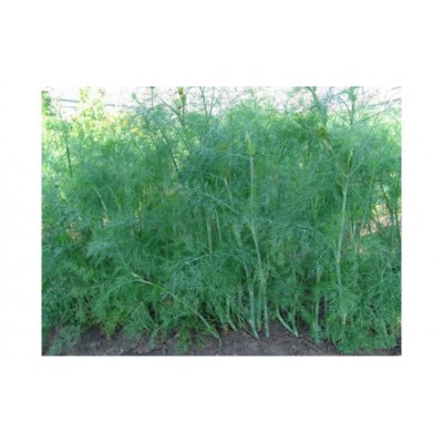 Семена укропа Терни 100 гр., Agri-Saaten