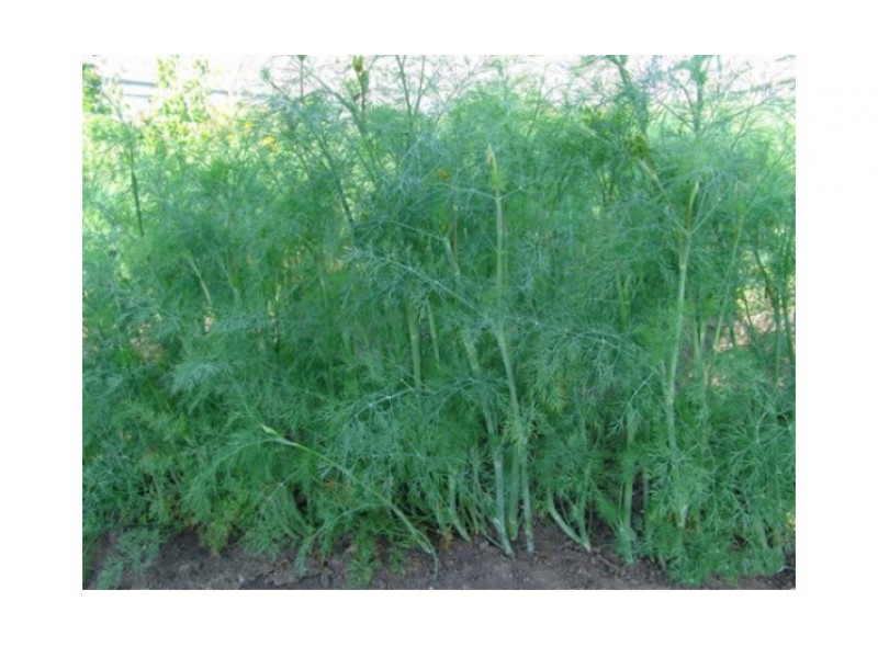Насіння кропу Терні 500 гр., Agri-Saaten