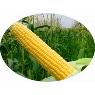 Семена кукурузы сахарной Тести Голд F1 1000 семян Agri-Saaten