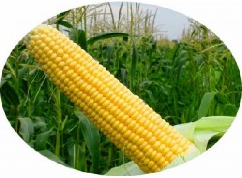 Семена кукурузы сахарной Тести Голд F1 1000 семян Agri-Saaten