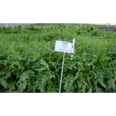 Семена рукколы Agri's Italia 50 гр., Agri-Saaten
